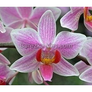 Орхидея 1 ветка (Carolina-Tiny-Phil)
